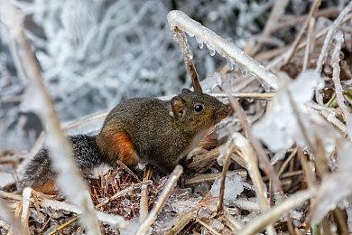 《星球大战：亡命之徒》团队解释女主形象为何与脸模不同 不是zzzq？
