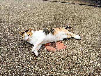 《燧石枪：黎明之围》进厂压盘 20分钟演示放出