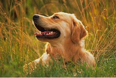 喜迎Bungie日，《命运2》与你相约深空共叙浪漫情怀